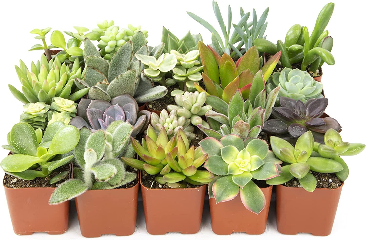 Altman Plants 20 Pack Assorted Live Succulent Plants in Cacti and Succulent  Soil Mix | Buy Now with Express International Delivery | GoSupps.com