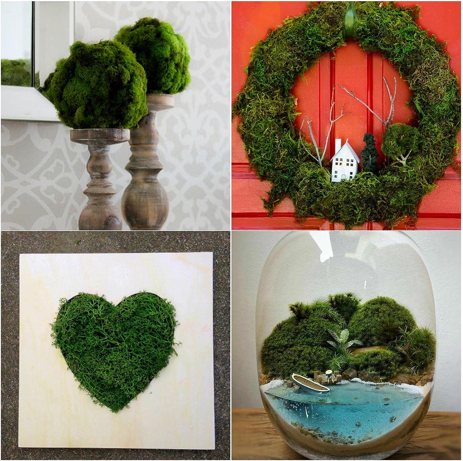 Preserved Reindeer Moss Floral Moss | DIY Terrarium Supplies | Art Wall Decor | Wedding Decor Green / 8 oz Bag by Succulents Box