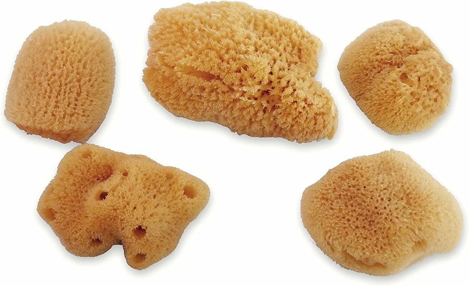 Constantia Pets Hermit Crab Real Sea Sponges - 5 Pack Unbleached, Provides  Nutrients, Safer Drinking and Helps Maintain Habitat Tank Humidity