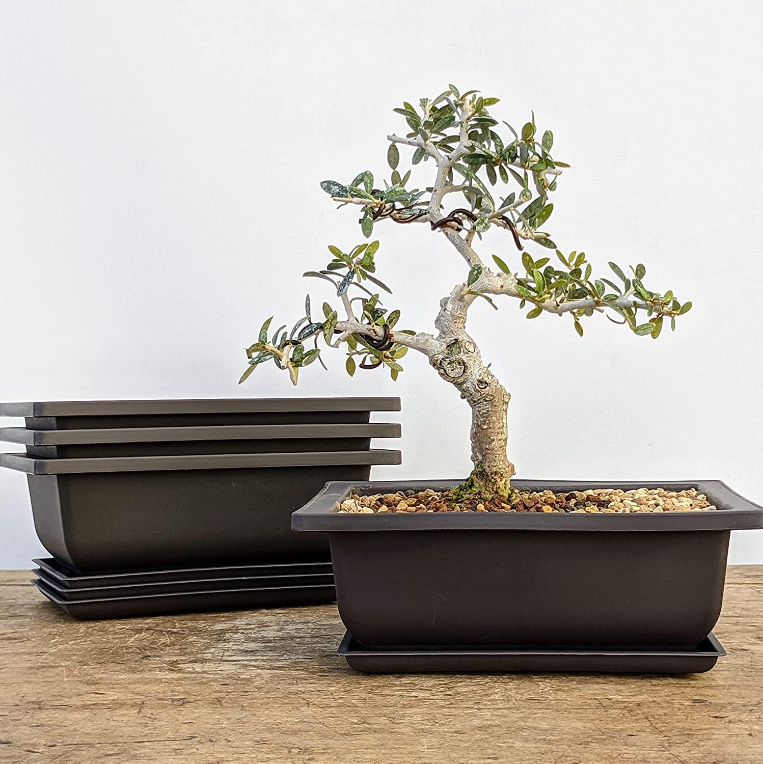 10 in plant pot Money Tree - Braided main image 0