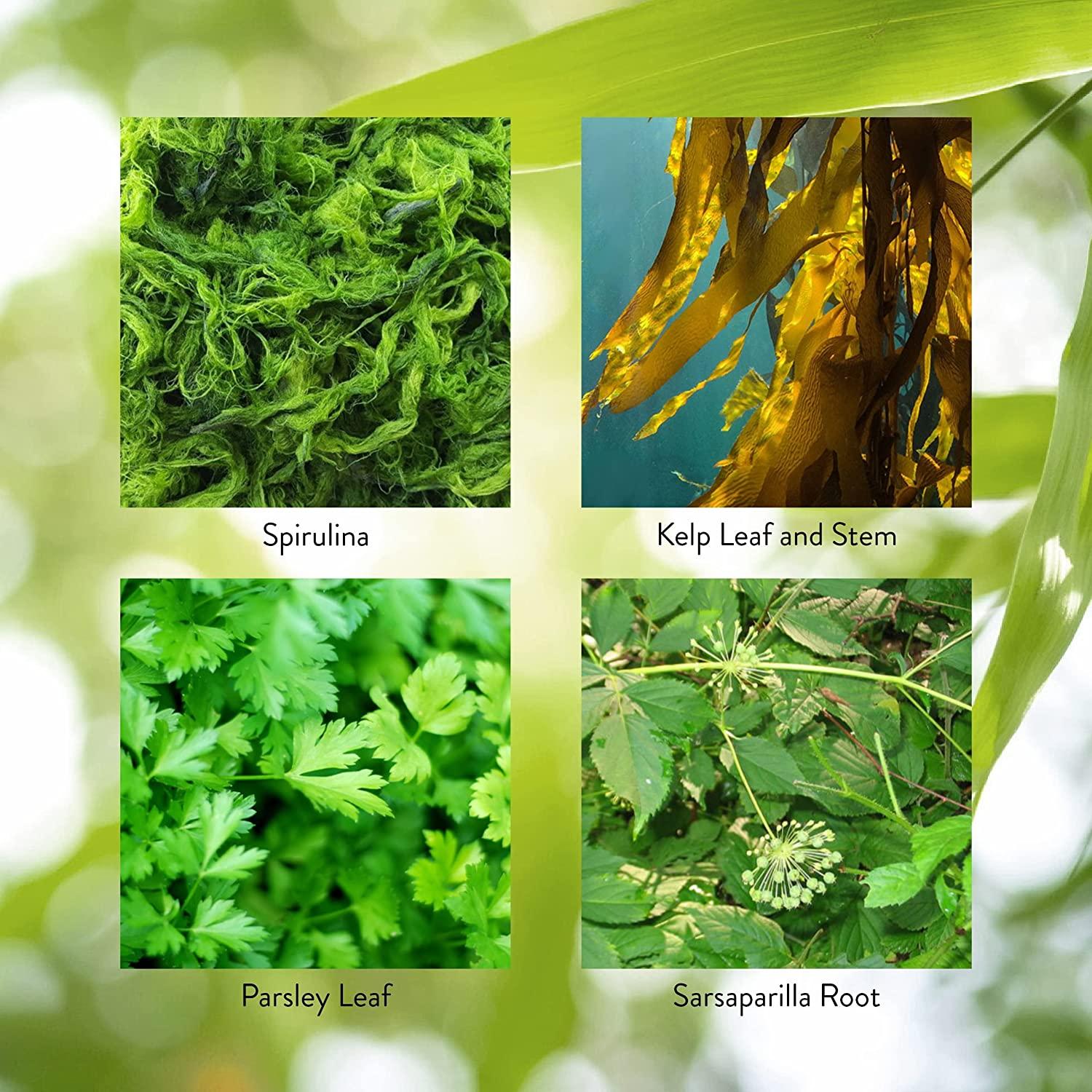 Nature's Sunshine Thyroid Activator 100 Capsules Support Thyroid Health