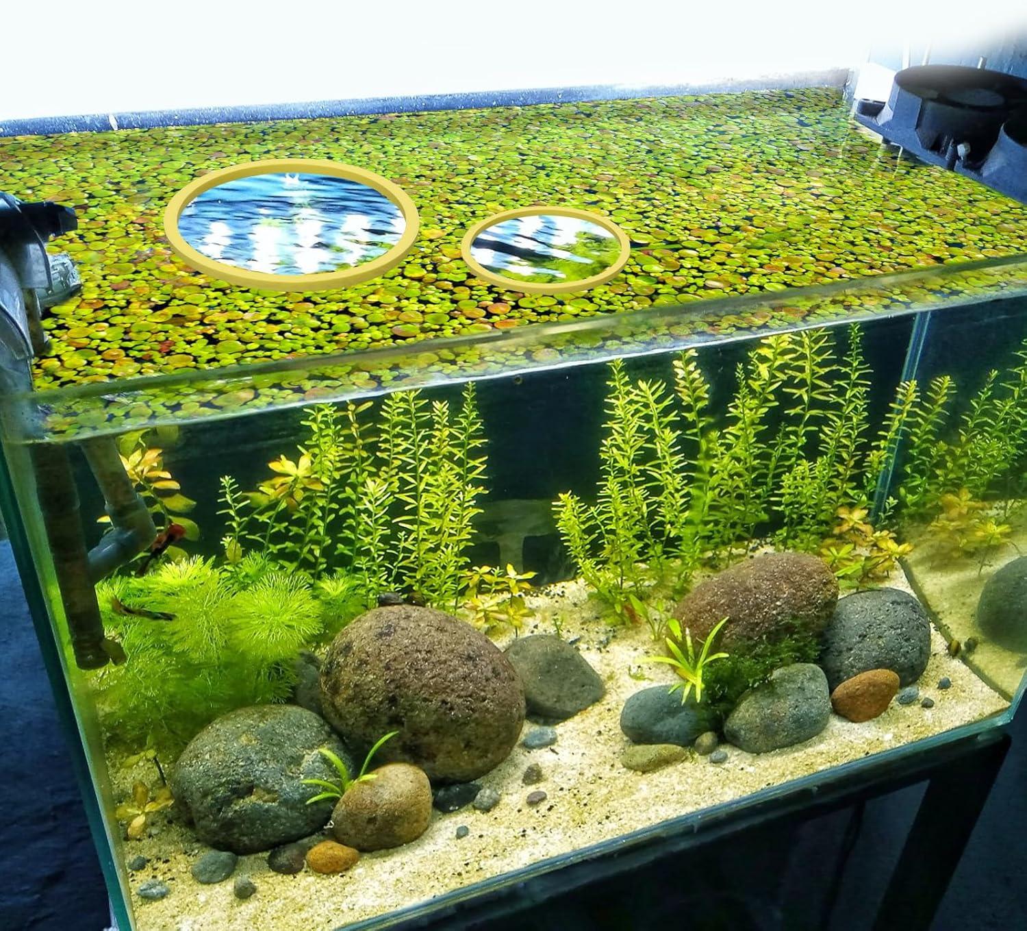 Peutier 5stk Floating Plant Rings for Aquariums - Round Planting Corrals in  5 Sizes - Yellow Fish Feeding Rings Hold Floating Plants in Place | Buy Now  with Express International Delivery | GoSupps.com