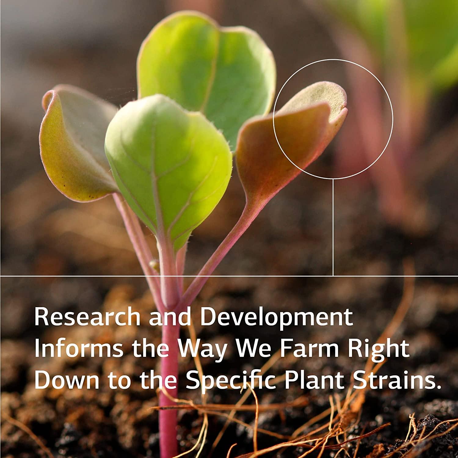 Standard Process Sesame Seed Oil Whole Food Antioxidant, Healthy