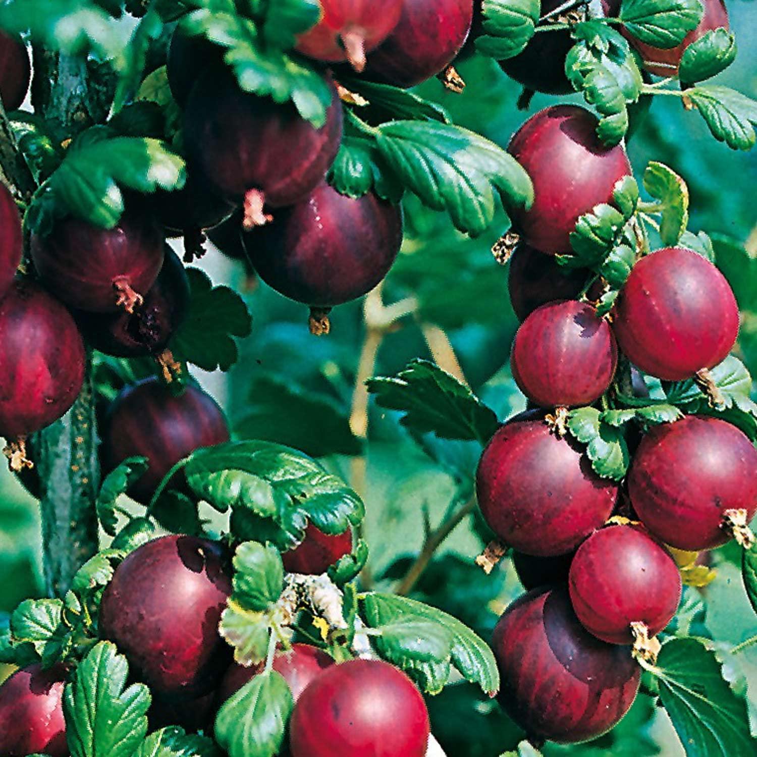 Buy Red Currant 'Rolan' Standard Tree in Container International