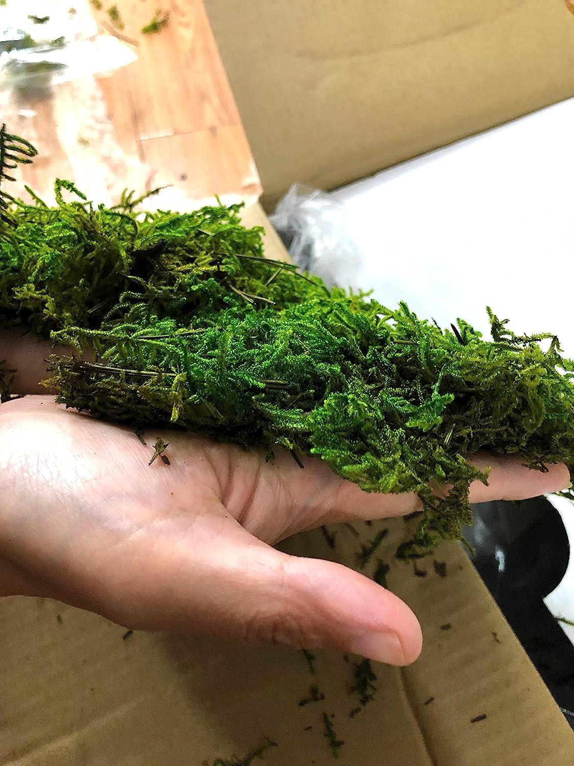 Natural Preserved Sheet Moss For Sale