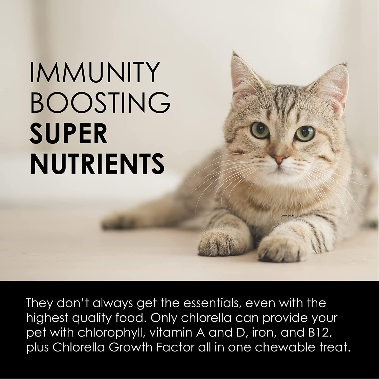 Superfood growth booster for new arrivals cat