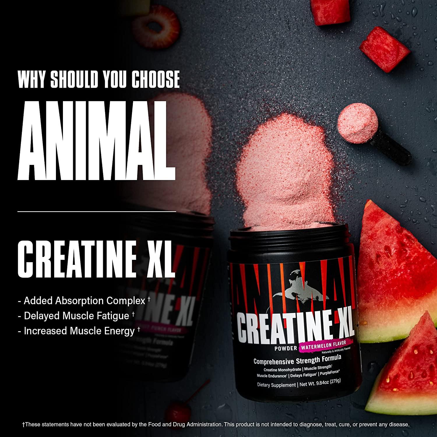 Animal Creatine XL Powder - Enhanced Pre Workout Creatine Monohydrate Supplement - Support Brain Health, Delay Muscle Fatigue, Enhance Endurance, Improve Muscle Recovery, Men and Women - Fruit Punch 9.84 Ounce (Pack of 1)
