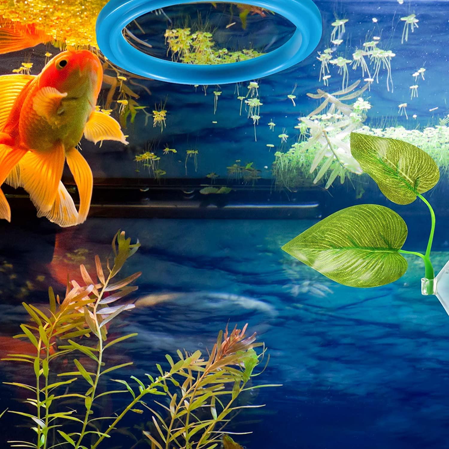 4 Pieces Aquarium Feeding Set Fish Feeding Ring Square and Round Fish  Floating Food Feeder with Suction Cup Fish Safe Spawning Bed Hammock and Betta  Fish Leaf Pad with Suction Cup for