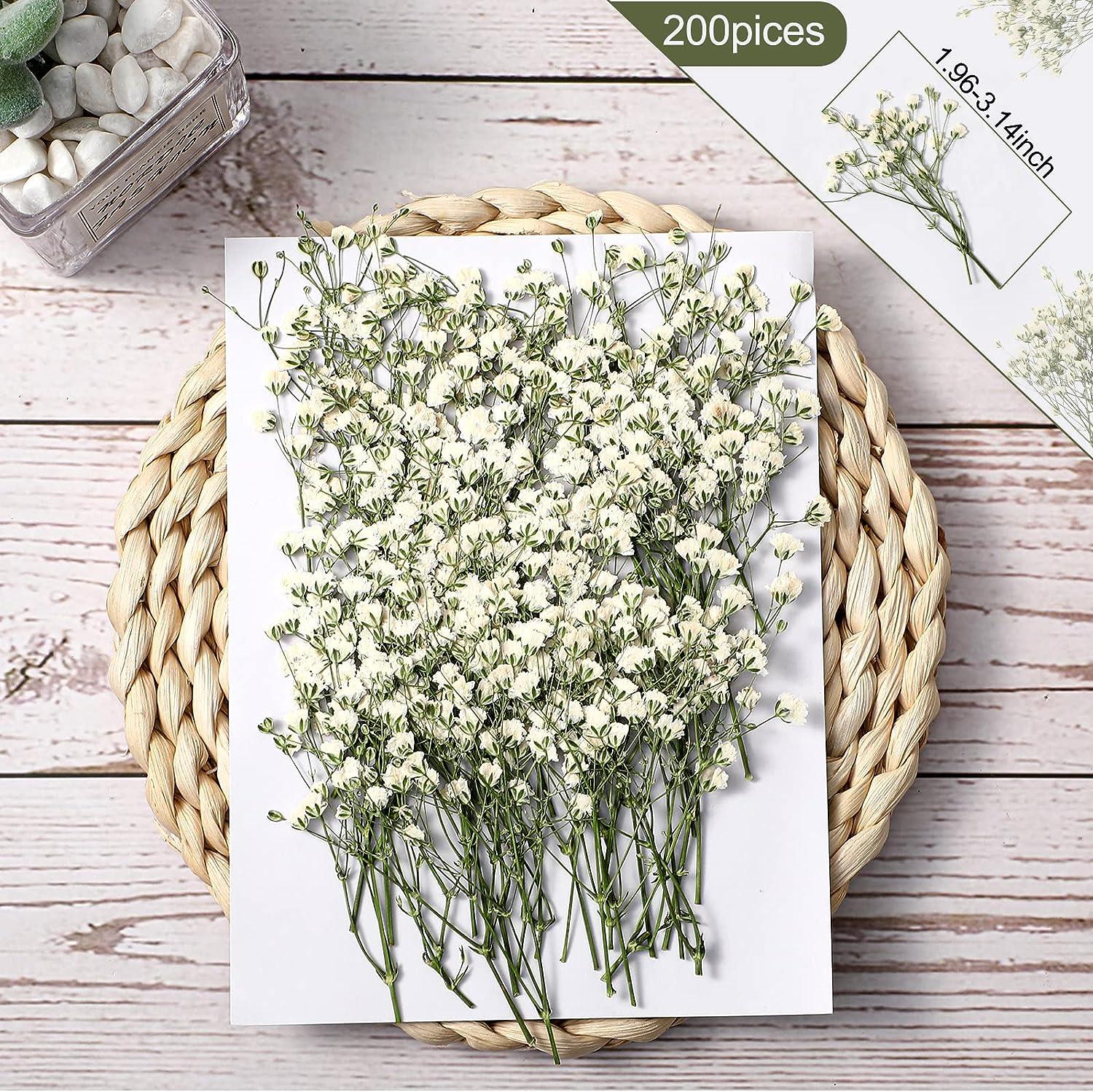 70Pcs Mini Dried Baby's Breath Flowers 4000+Natural Ivory White Bulk  Flowers Real Flowers Pressing Floral Dried Flowers Pressed Gypsophila  Bouquet for Hair Accessory Wedding Card Making - Yahoo Shopping