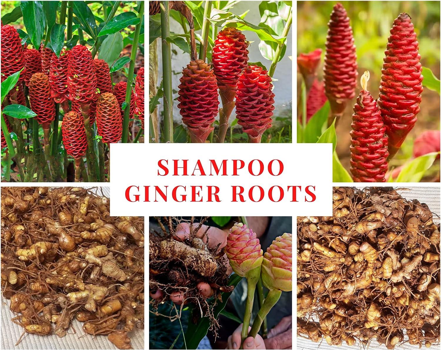 Shampoo Ginger Lily Plant Rhizomes Red Pinecone Ginger Roots (5 Pack)