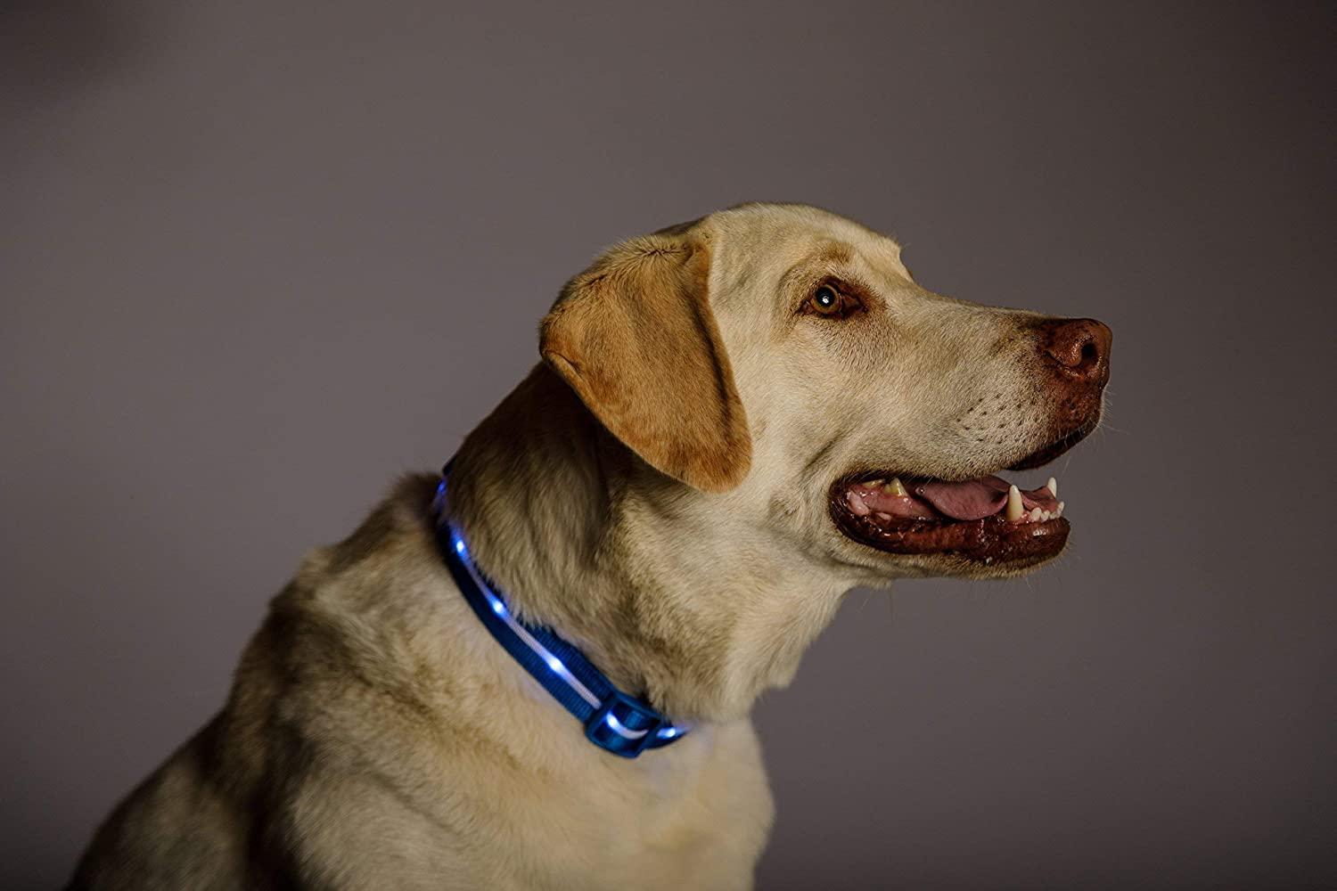 Blazin safety led dog hot sale collar