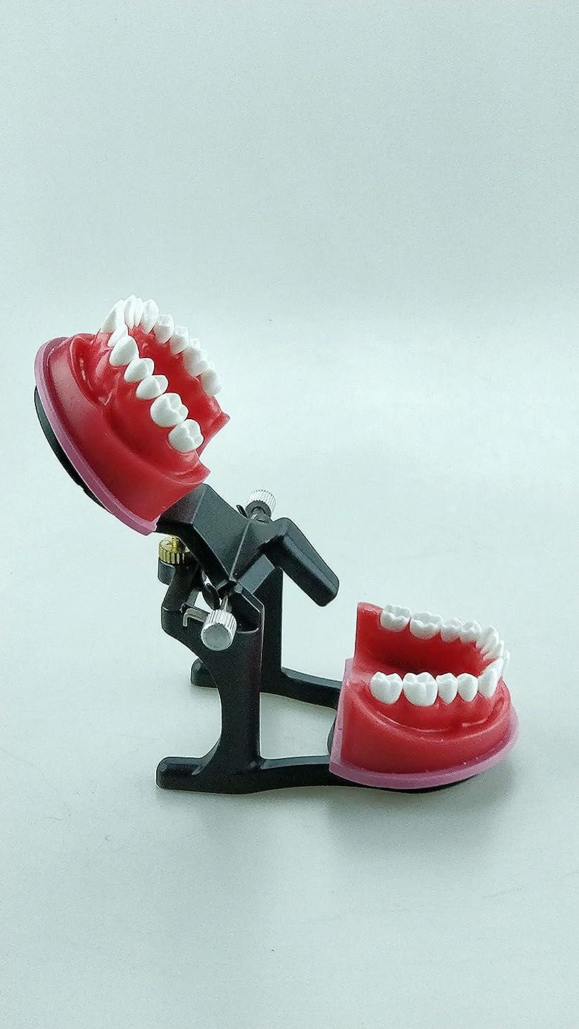 AlexaDentalStudio O001 Dental Training Model Orthodontic Wax Typodont