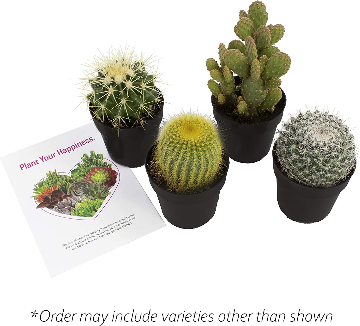 Altman Plants Assorted Cactus Collection - 2.5 Inch 4 Pack | Buy Now with  Express International Delivery | GoSupps.com