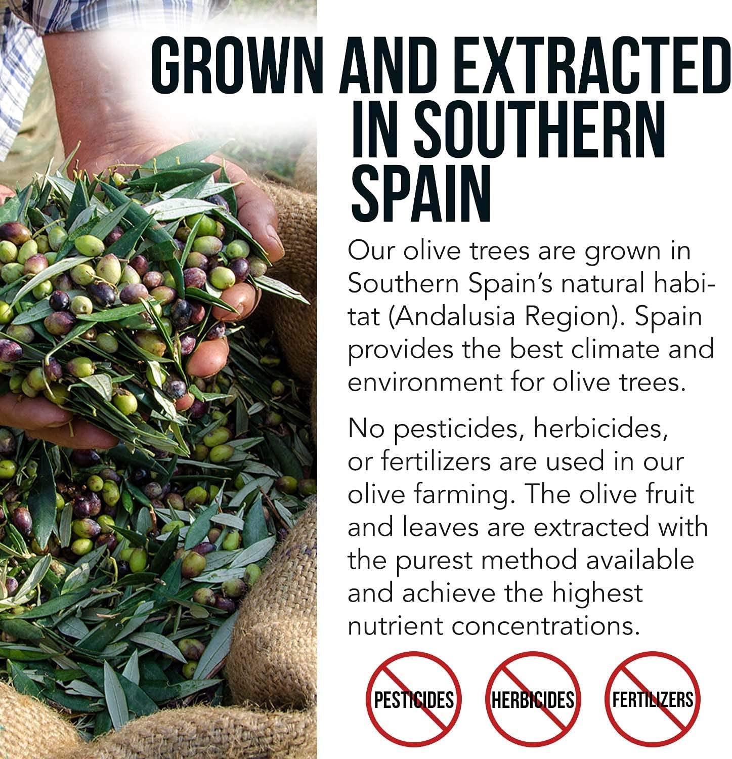 Total Olive Olive Leaf Extract (40 Oleuropein) Plus Olive Fruit Extract (20 Hydroxytyrosol