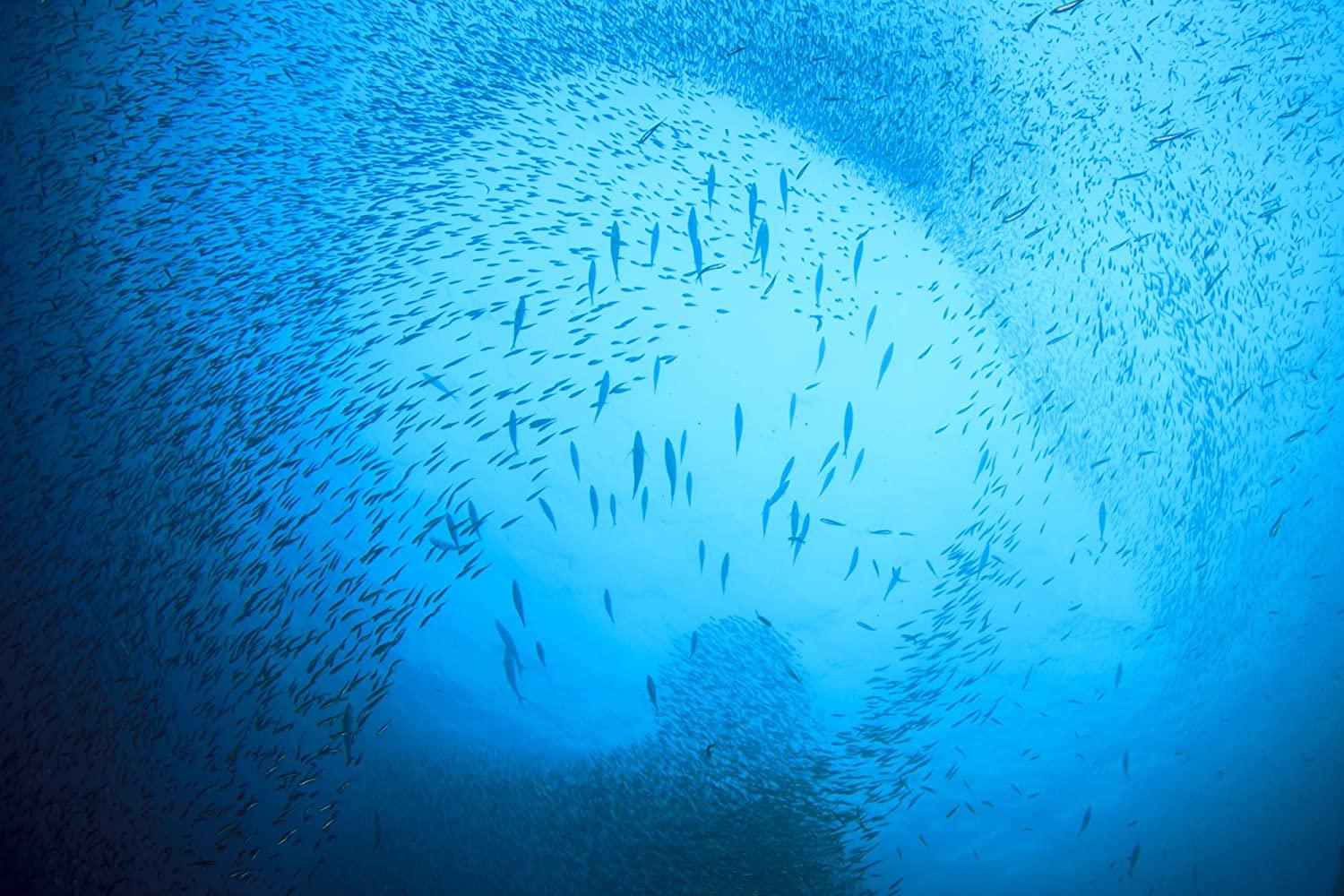 Season Anchovies in Olive Oil Flat Fillets, Gluten Free, Keto, Omega