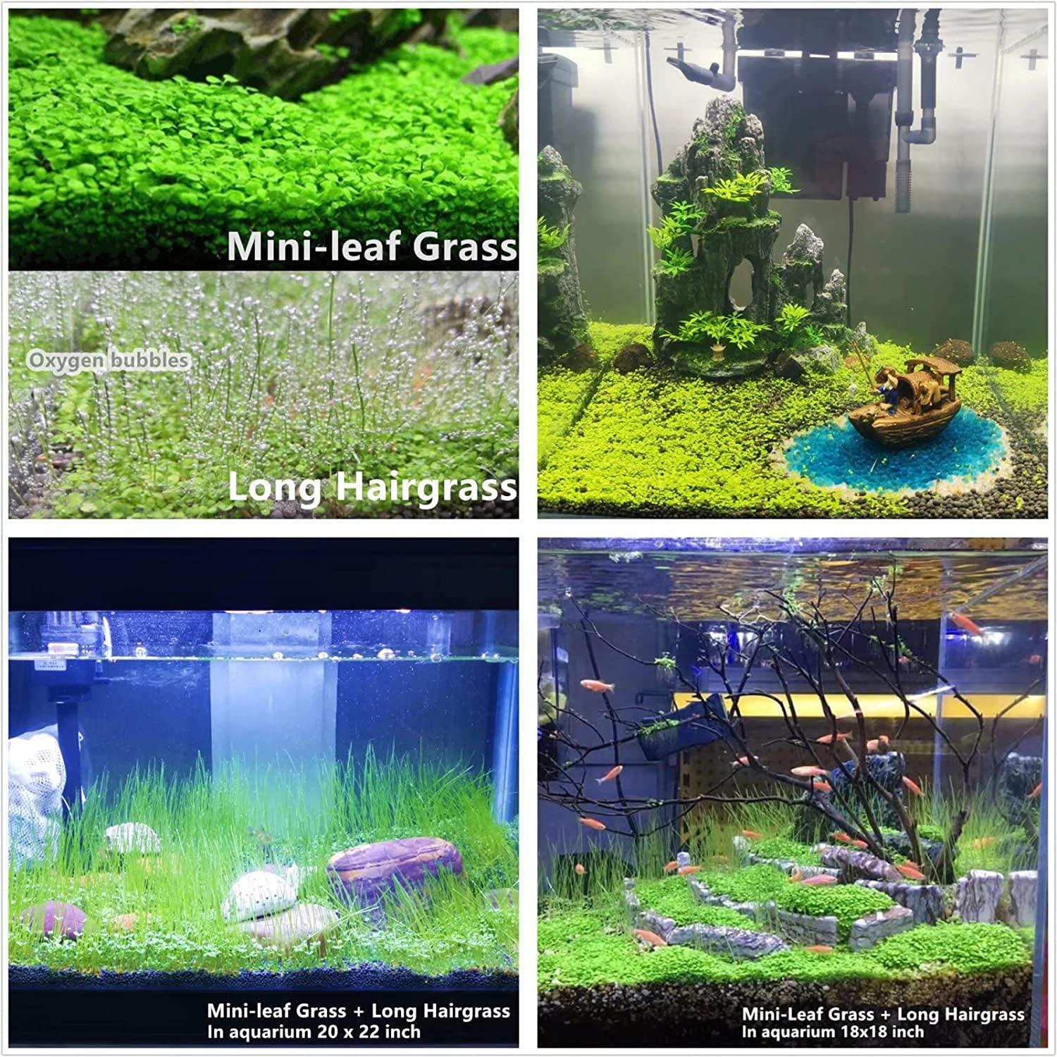 Live Aquarium Plant Seeds Combo,Fresh Water Grass Plants Mini Leaf