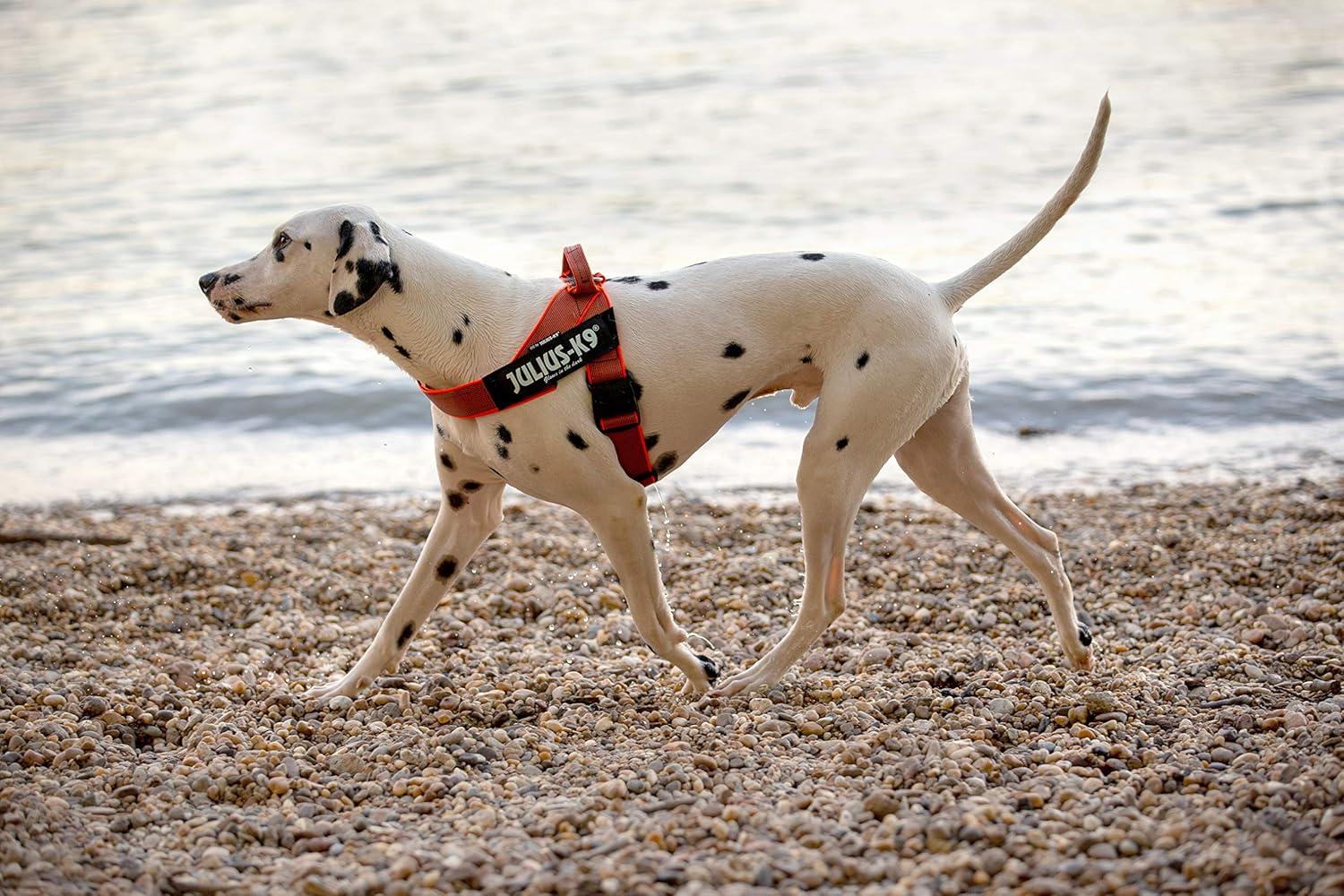The Julius Mantrailing harness is the... - Ultimate Canines