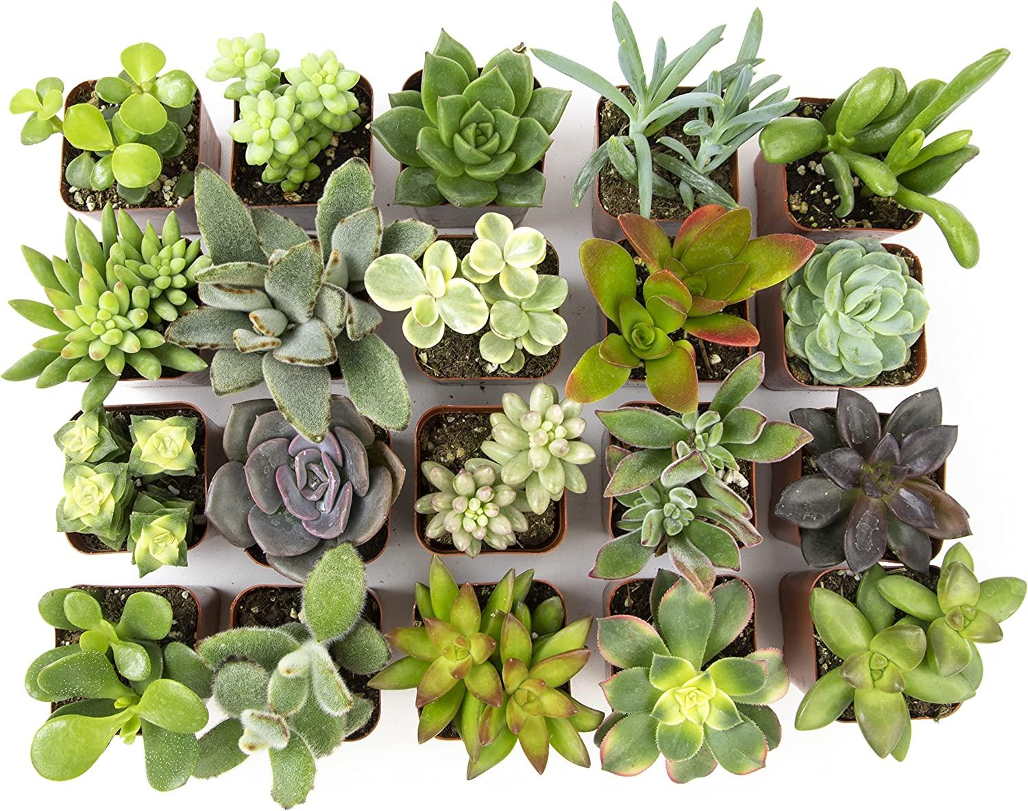 Altman Plants 20 Pack Assorted Live Succulent Plants in Cacti and Succulent  Soil Mix | Buy Now with Express International Delivery | GoSupps.com
