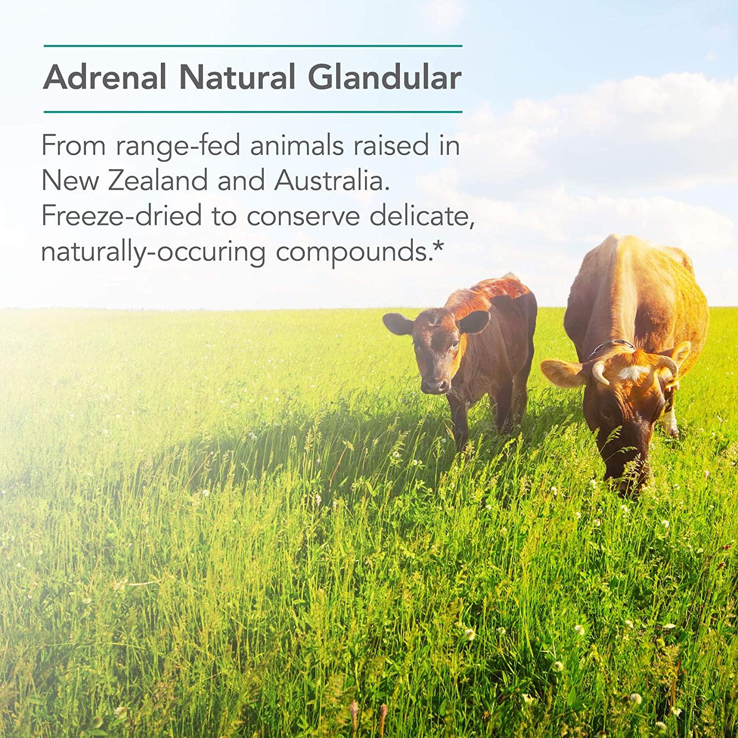 Buy Nutricology Adrenal Natural Glandular 150 Vegi Caps Support