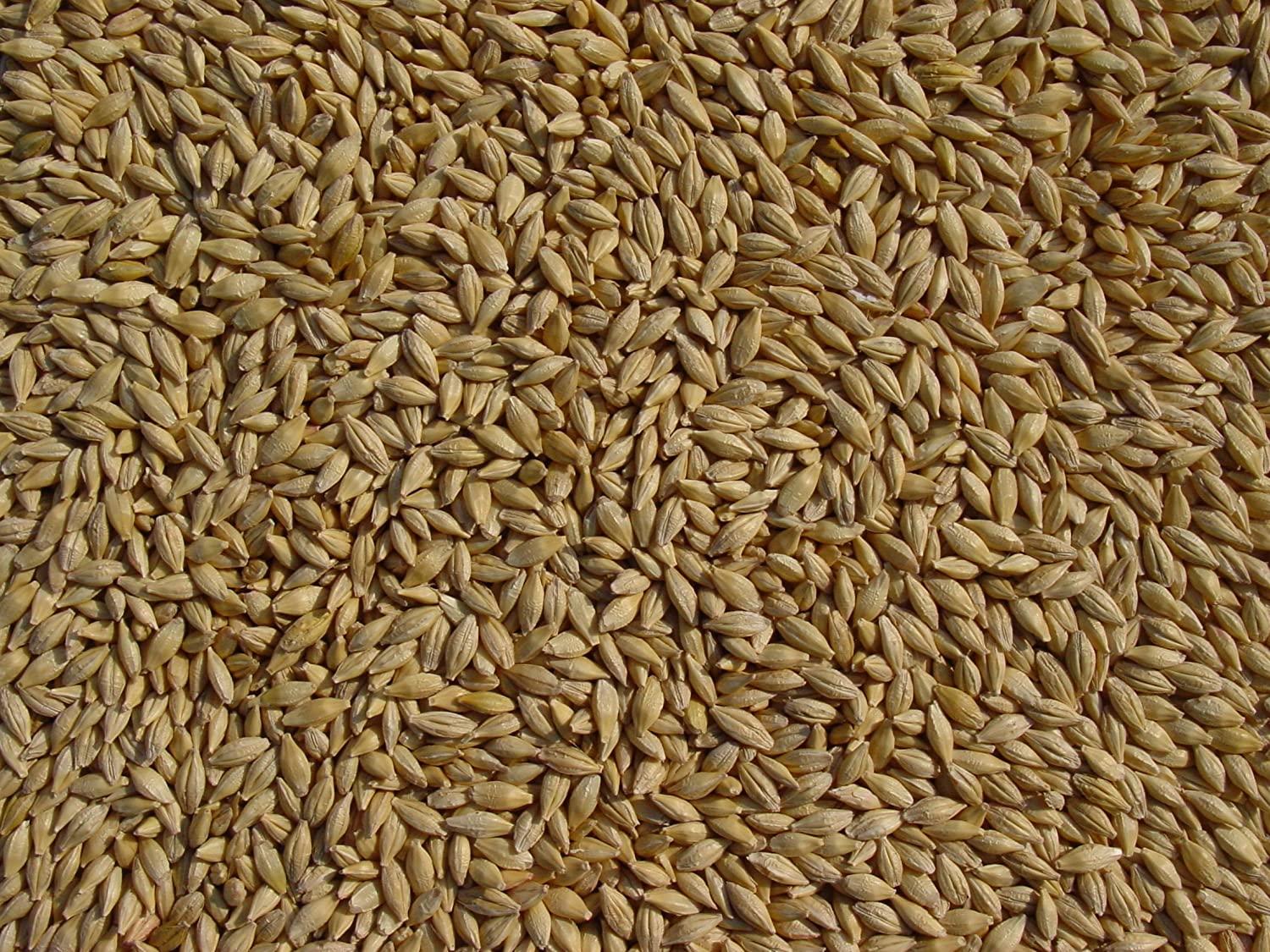 Barley 18 Lbs, Unhulled Barley (Hull Intact), Joseph's Grainery Whole Grain  Barley, Non-GMO, Kosher Certified