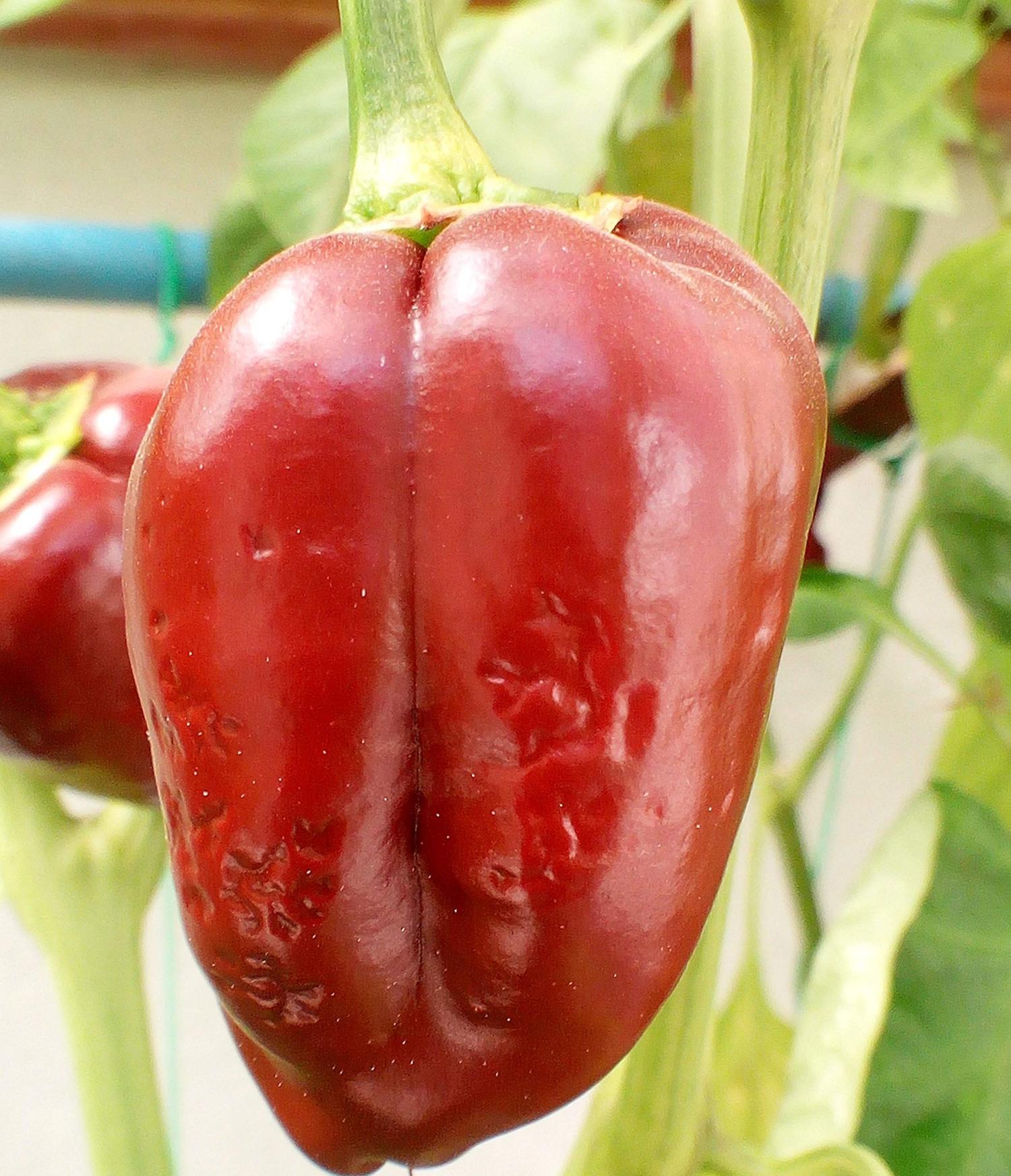 30 Semi Di Peperoncino - 3 Varietà: Azteco, Bishop Crown, Tondo Calabrese - Produzione 2017