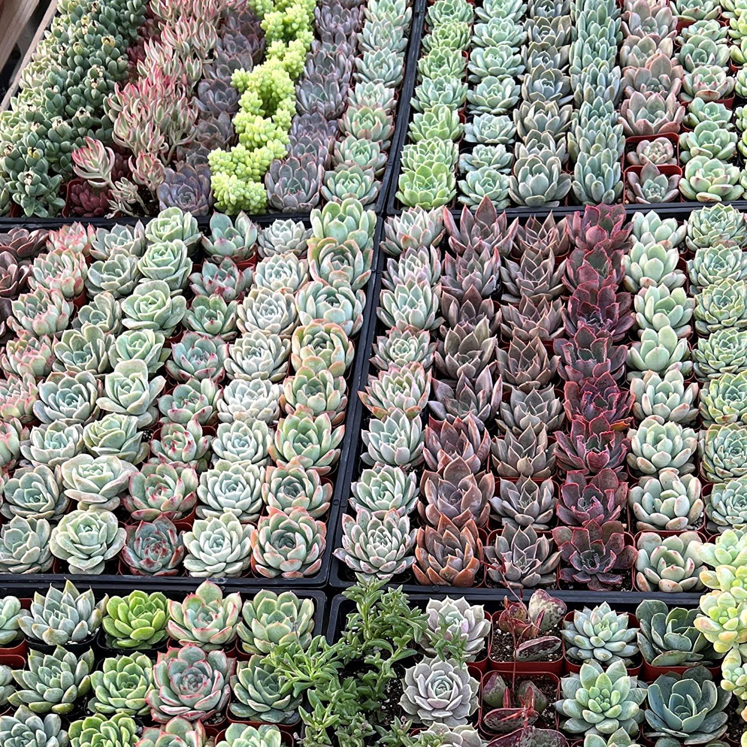 5 Pack Assorted Live Succulent Plants in 2 Starter Planter - Rare Small  Indoor House Plants for Home Garden Decor - DIY Gift Set | Buy Now with  Express International Delivery | GoSupps.com
