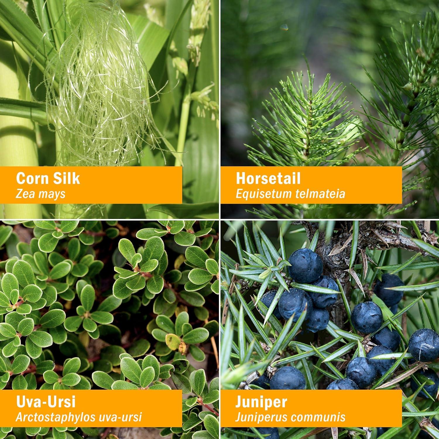 Herb Pharm Urinary System Support Liquid Herbal Formula 1 Fl Oz 1 Fl Oz