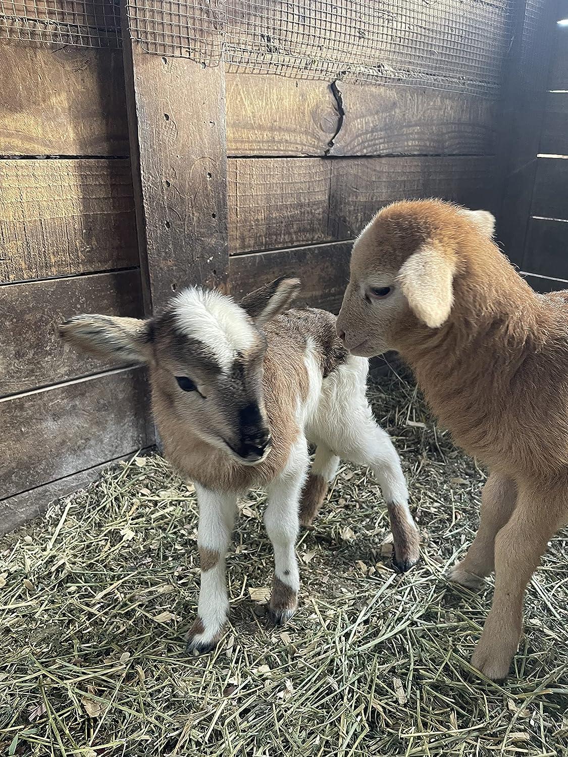 Bruce Jewce Gourmet Mouthrinse 100 Natural Organic Mouthwash 15 oz Dry