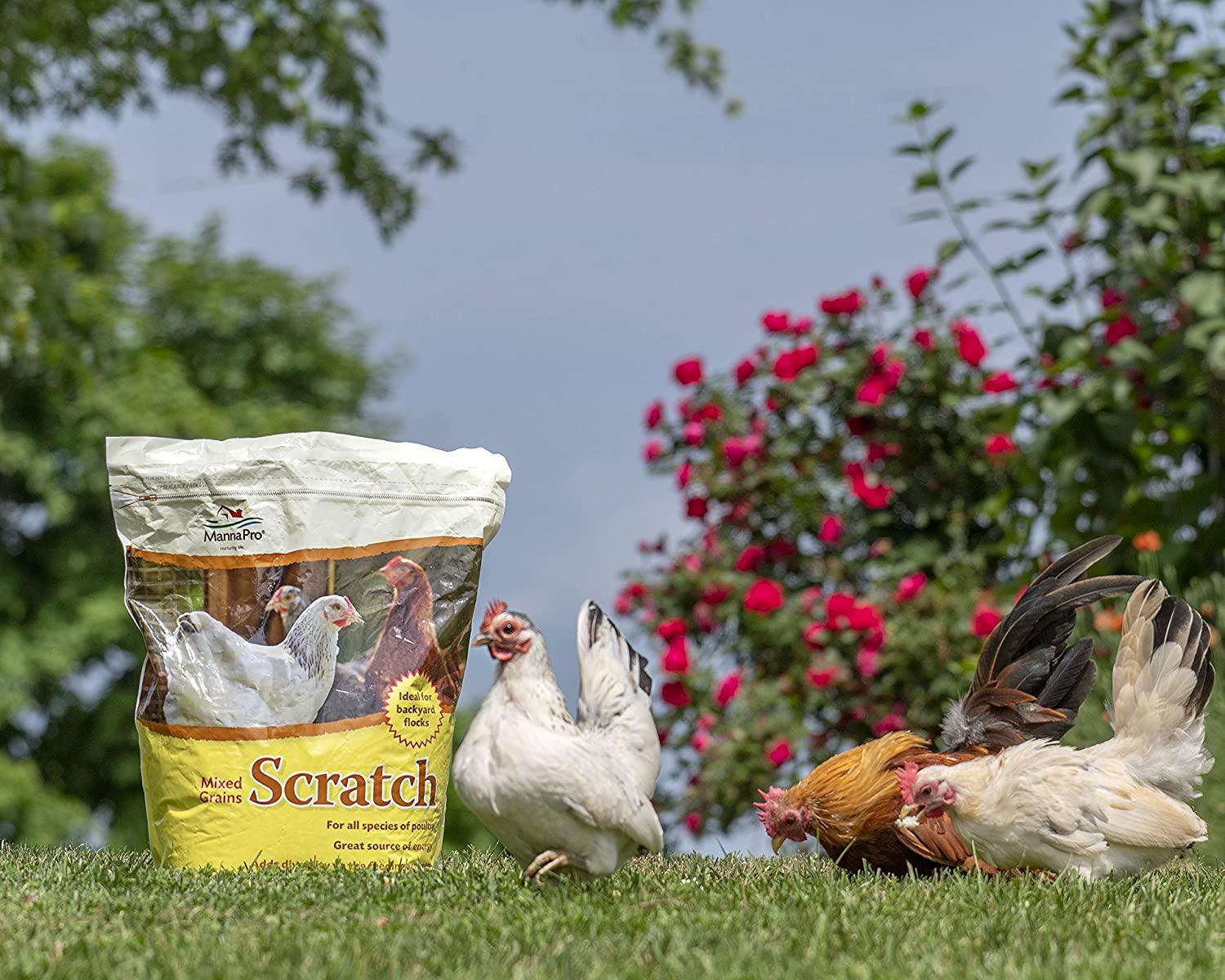 Manna Pro Ultimate Scratch Chicken Feed Nutrient Rich Chicken Treat 10