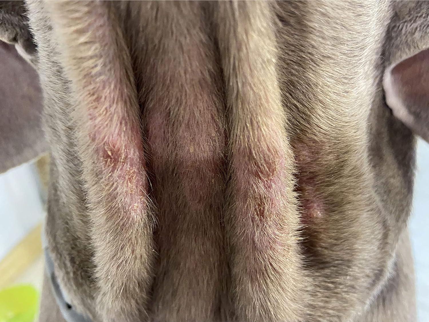 K9 Skin Repair Spot's Soothing Salve Organic Ointment with Vitamin E