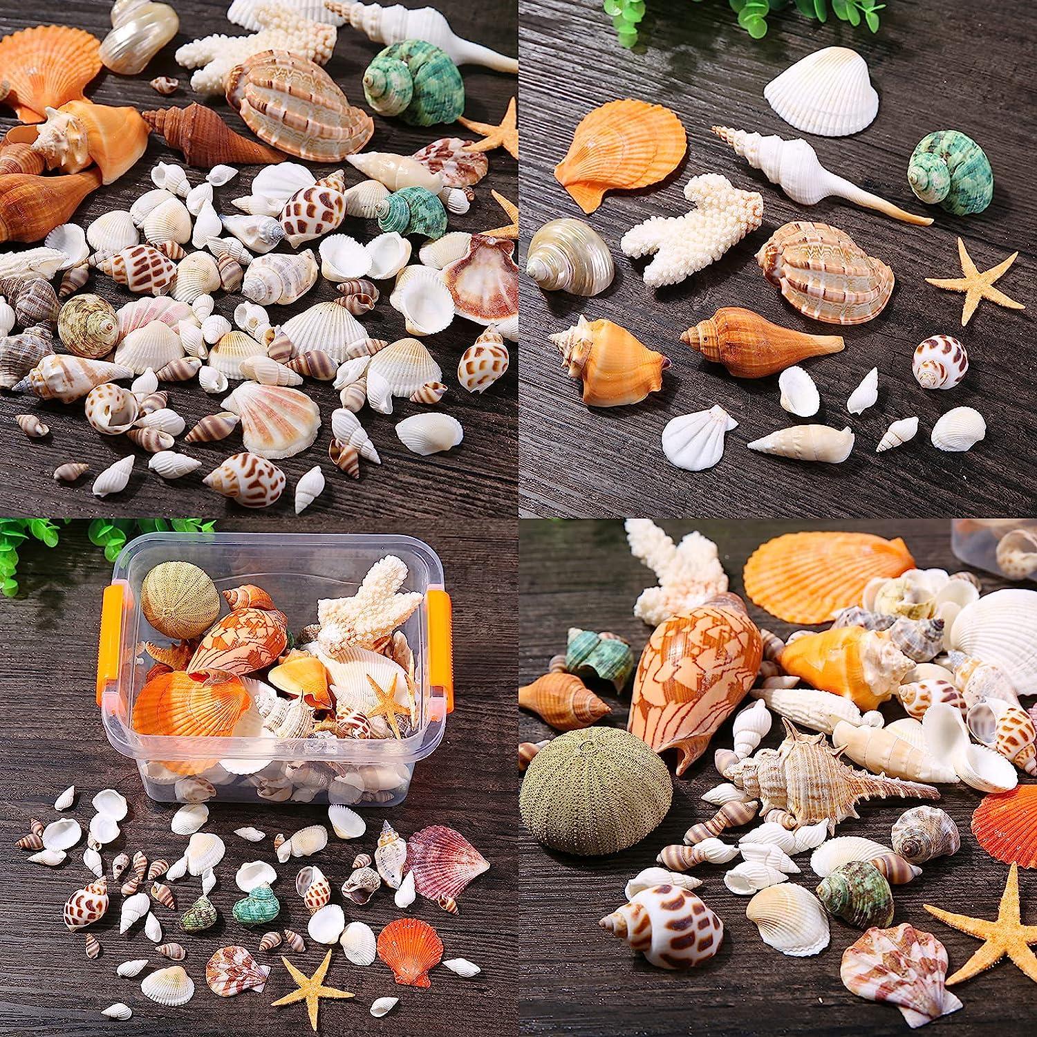 Okllen 2.2 Pounds Mixed Beach Seashells Starfish, Natural Large Conch  Shells Starfish Colorful Sea Shells for Beach Theme Party, Fish Tank, DIY  Crafts, Wedding Decor, Home Decorations