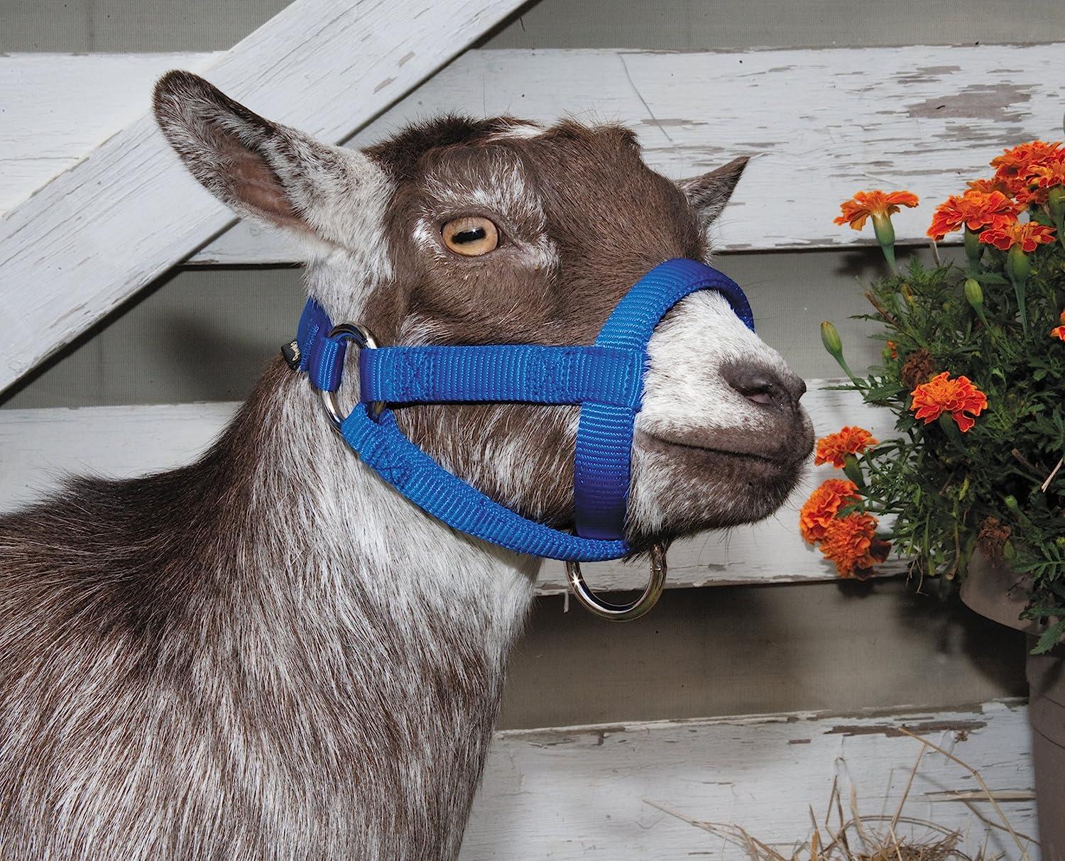 Weaver Leather Livestock Goat Halter Blue Large Premium Quality