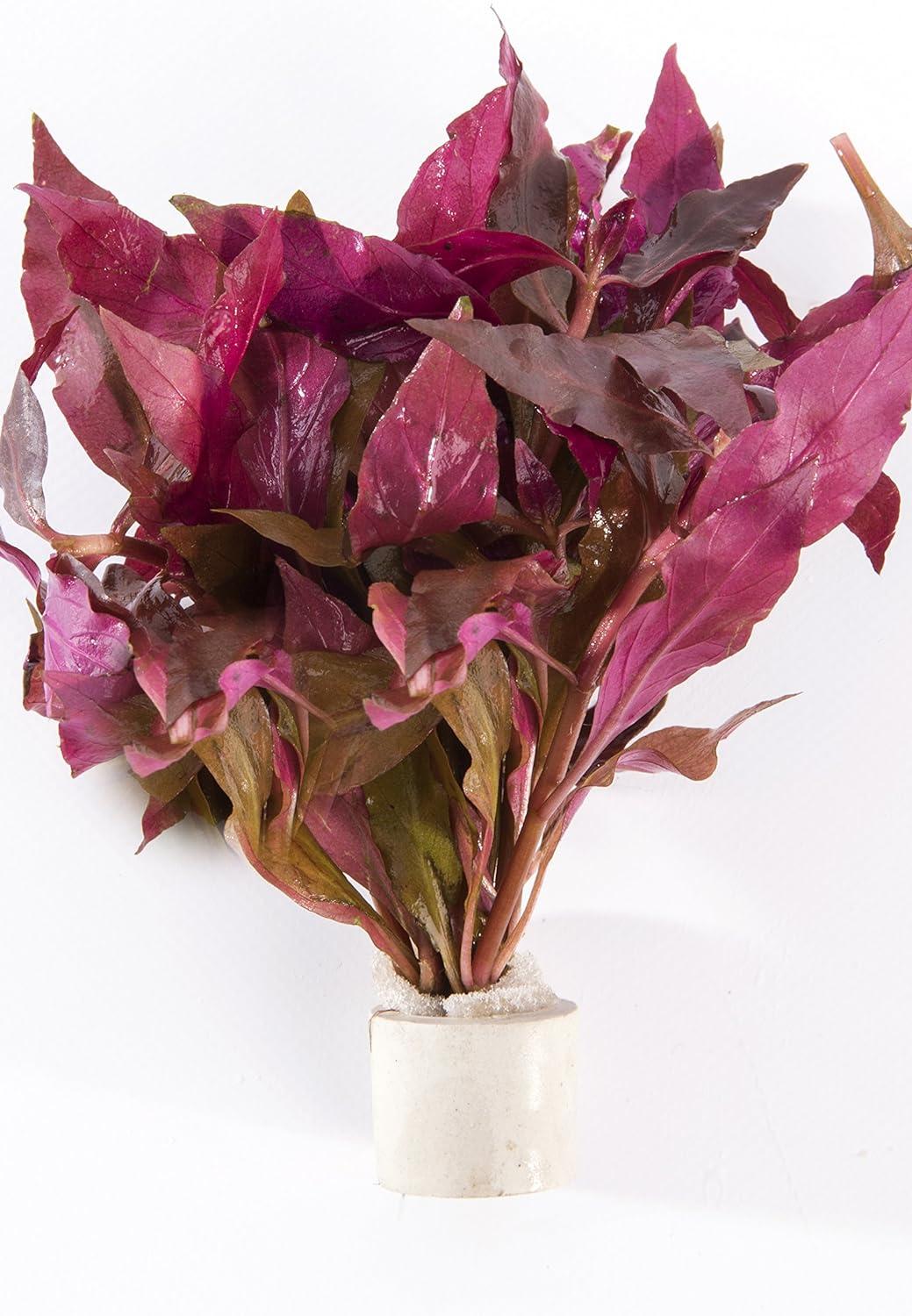 Live Plants - Aquariums & Accessories - Fish & Aquatic Pets - Pet Supplies - Categories