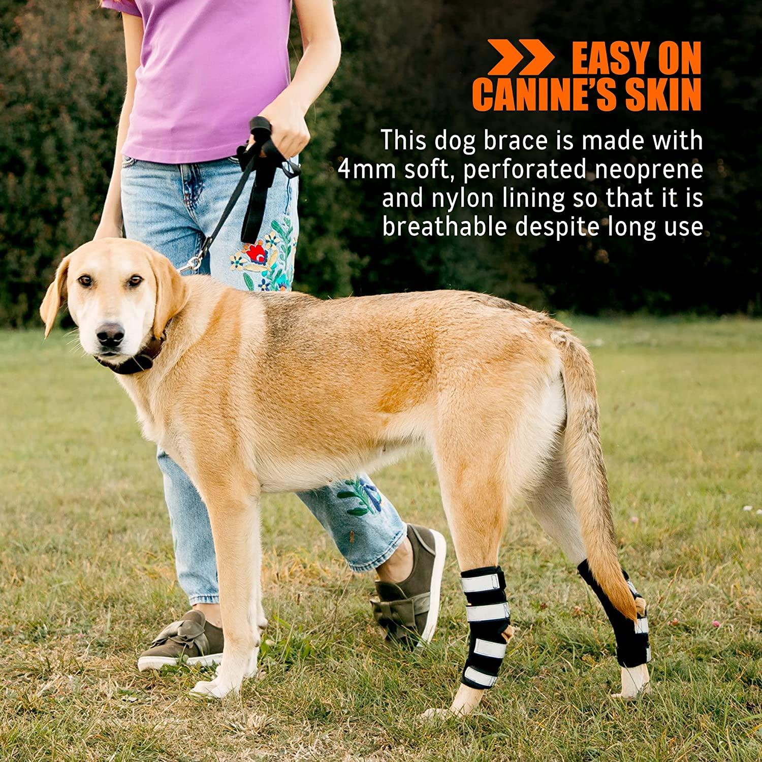 NeoAlly Dog Braces for Back Legs Super Supportive with Dual Metal Spring  Inserts to Stabilize Dog Hind Legs, Help Dogs with Injuries, Sprains,  Arthritis, ACL (Pair) Large (1 Pair)