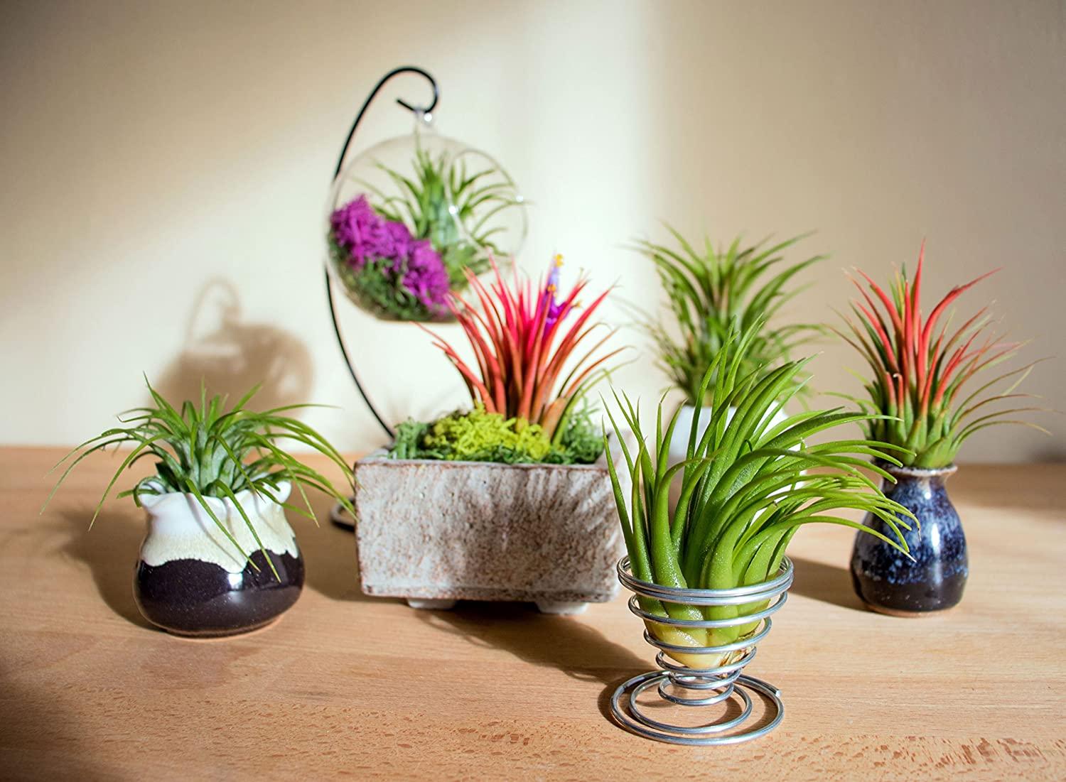 10 Ionantha Tillandsia Air Plants 2-3.5 Inches | Live Tropical House Plants  for Home Decor & Terrariums | Buy Now with Express International Delivery |  GoSupps.com