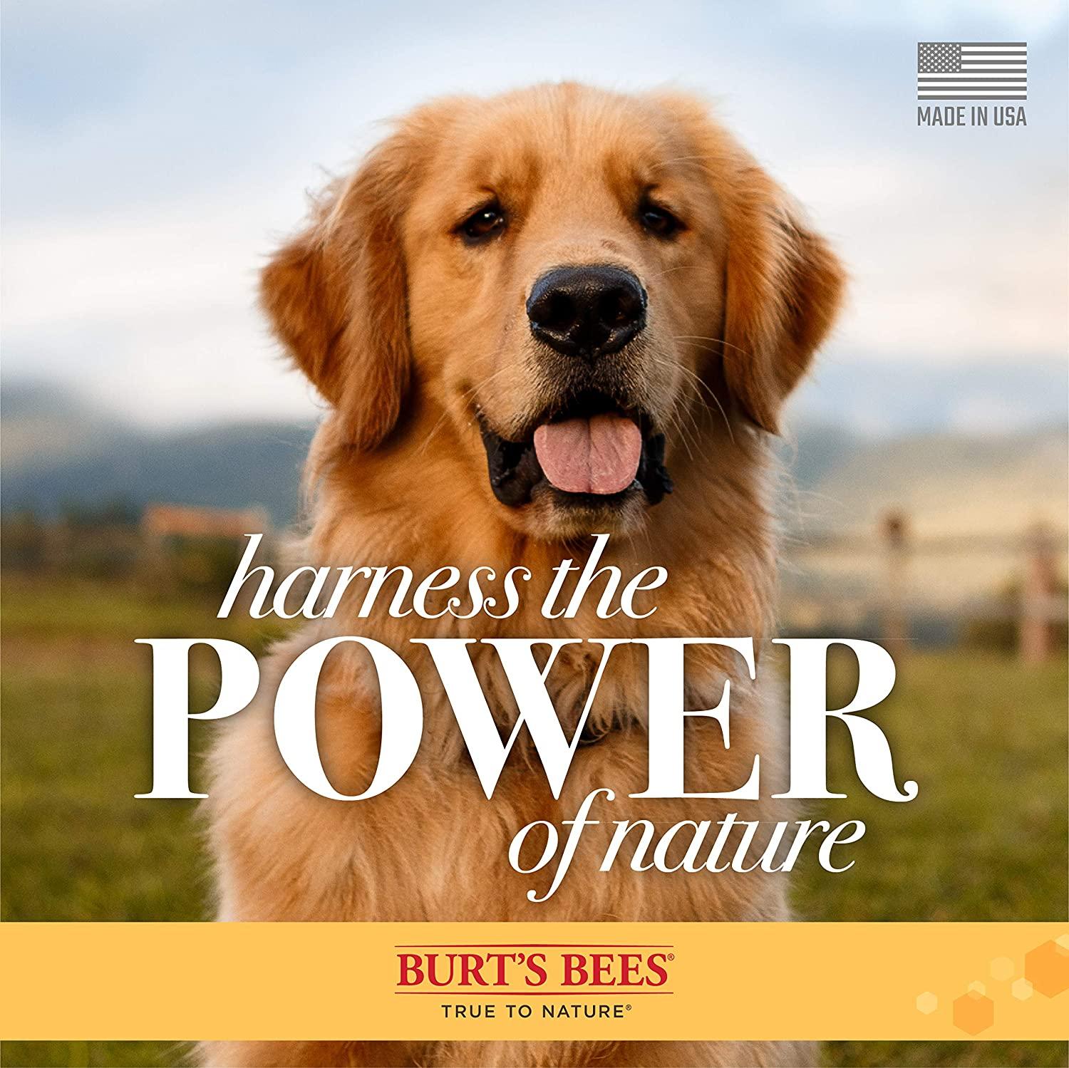 Burt's Bees Waterless Shampoo with Apple & Honey for Dogs, 10-oz bottle