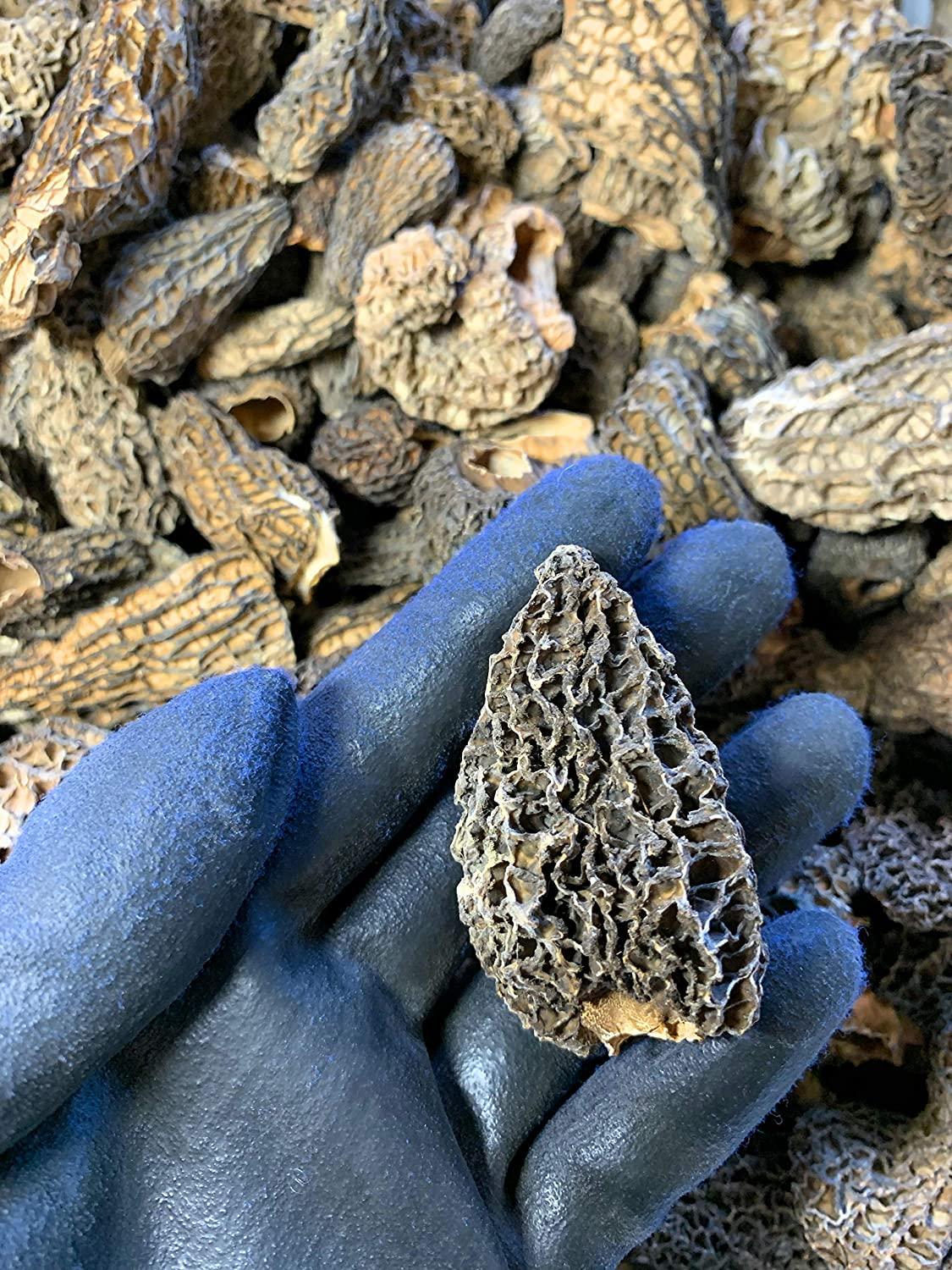 Premium Wild Dried Canadian Morel Mushrooms 2 oz. / 57g
