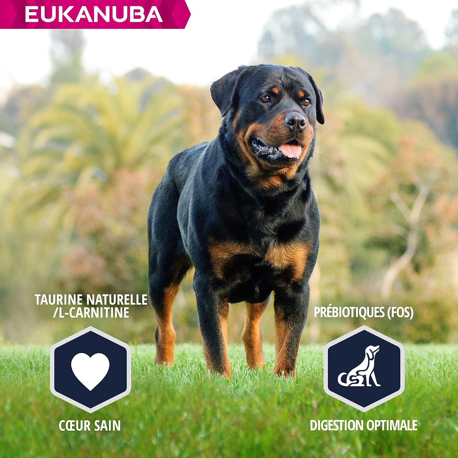 Rottweiler Breed Eukanuba Rottweiler Puppy Royal Canin Rottweiler