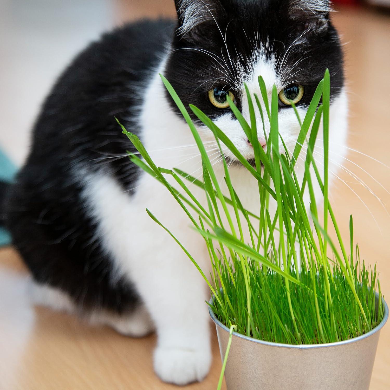 Pretty Kitty Cat Grass Seeds 25g for 10 Pots Natural Cat