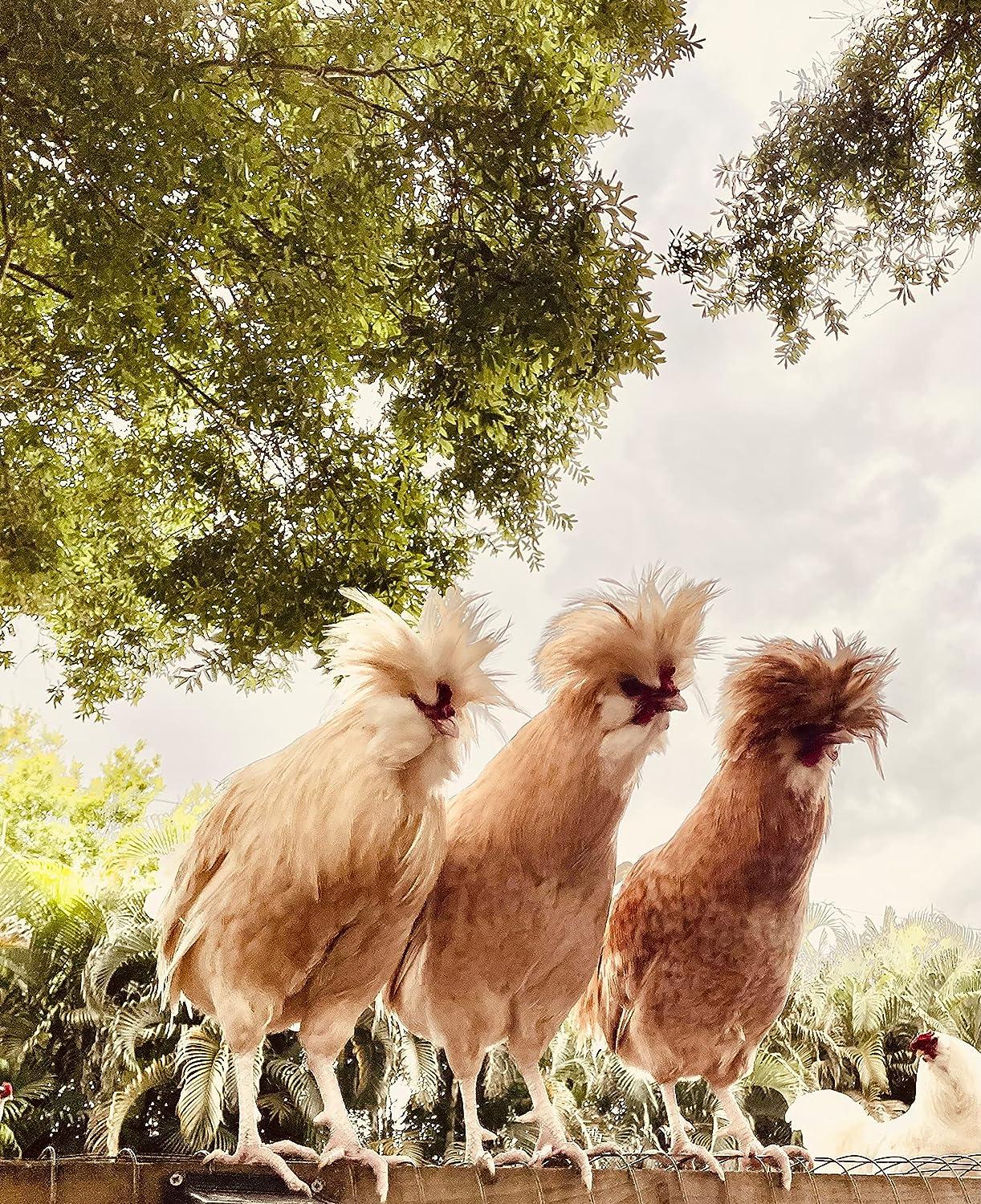 Bruce Jewce Gourmet Mouthrinse 100 Natural Organic Mouthwash 15 oz Dry