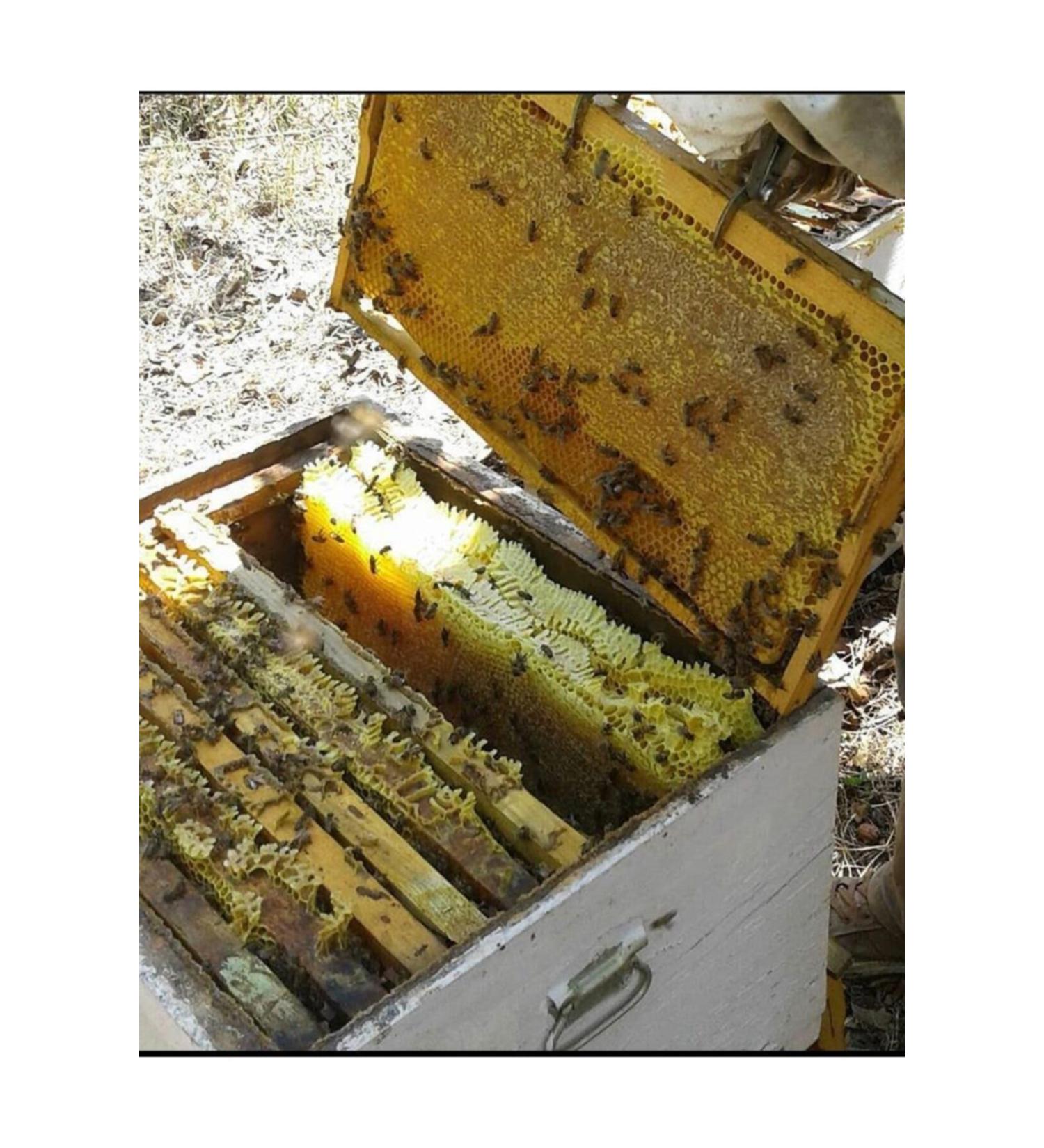 BALCI SEM H Frame Comb Honey 3.5 Kg