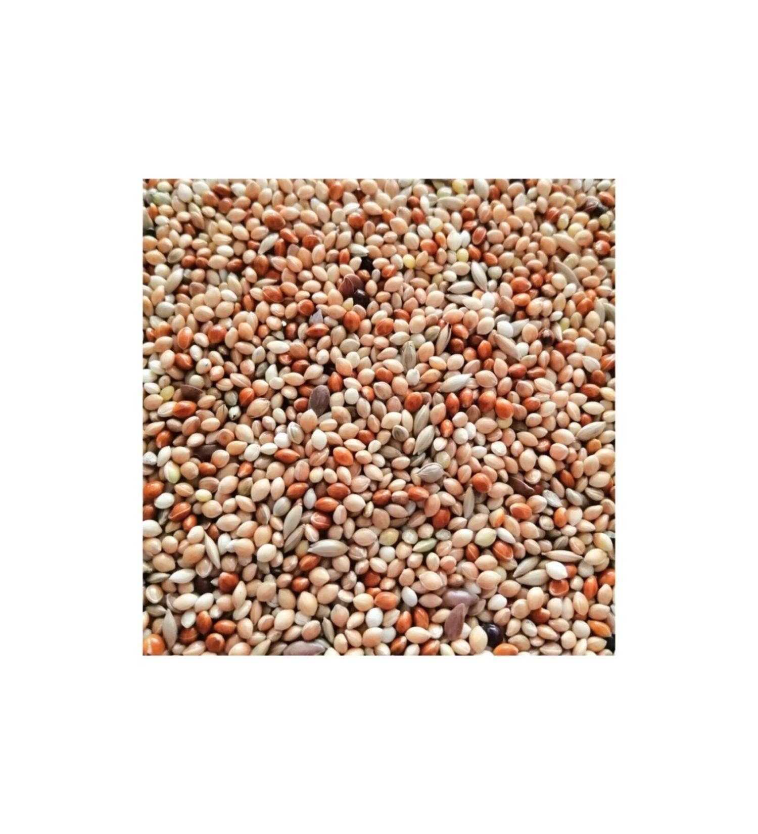Seeding Special Seeded Budgie Food 5 Kg - Buy Online on GoSupps.com