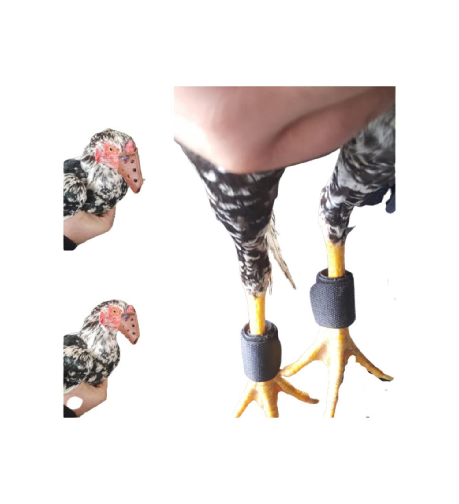 AKDEREPET Indian Rooster Beak and Gizzard Number 3