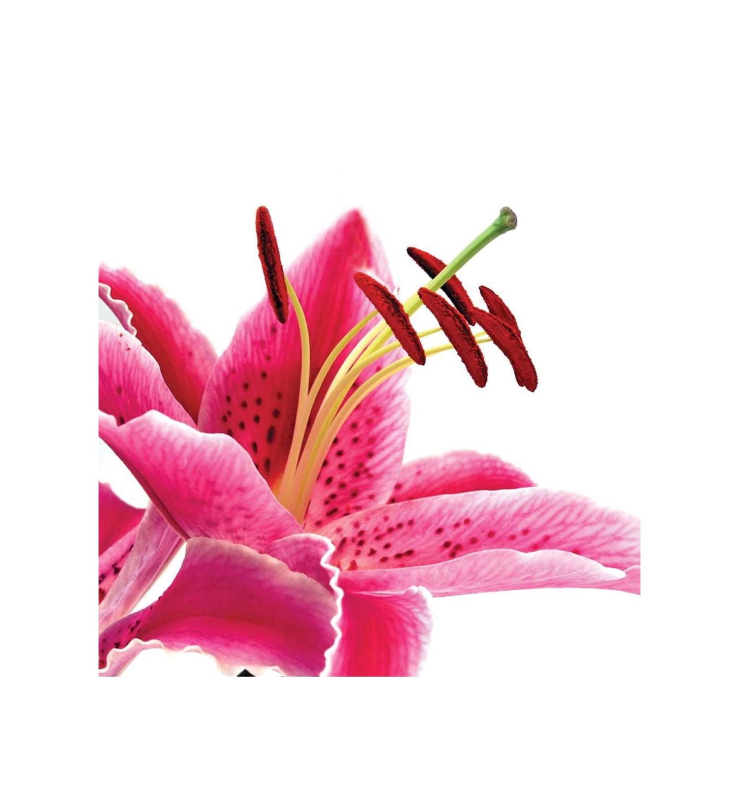 Organic Colour Systems Power Build Repair Conditioner 400 ml