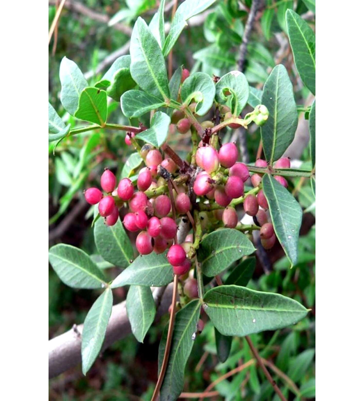 Revox Biotin Collagen Horsetail Plumping Shampoo 400 Ml X 3 Pieces