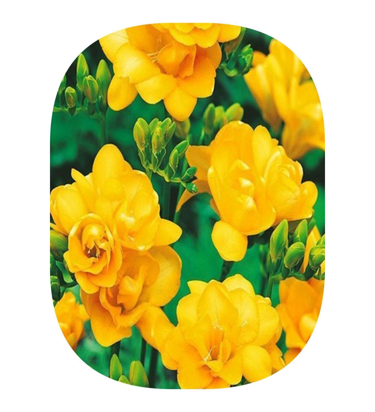 Tunali Lokman Hekim Dried Lavender Flower 500 G