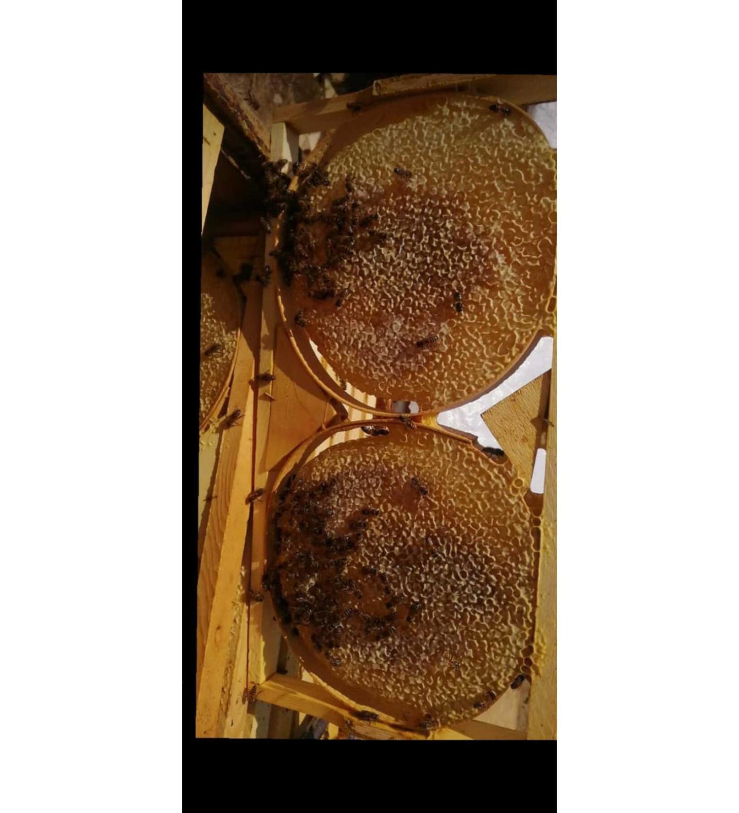 Anonymous Black Comb Honey is a Natural Honey. It is between 2 800gr and 3 500gr.