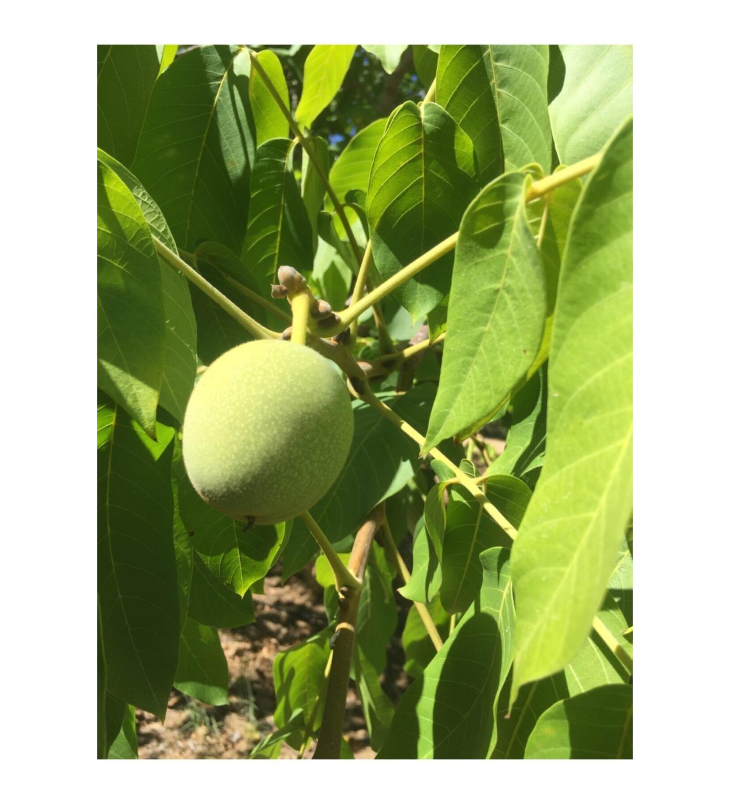 Ceylon Imported Ceylon Sri Lanka Smuggled Black Leaf Tea (Tea 500 Gr) - Buy Online on GoSupps.com