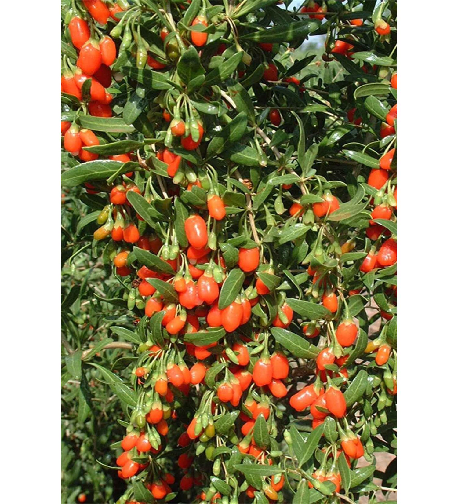 Hunkar Large Basket Spice Set