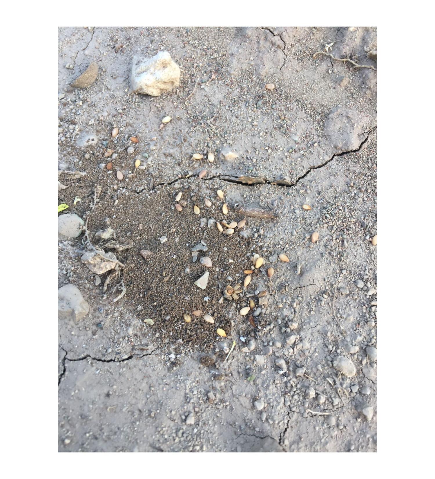 Happy Cat Minkas Duo Chicken and Salmon Adult Cat Canned Food 100gr x 12 Pieces